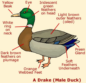 Drake: male duck
